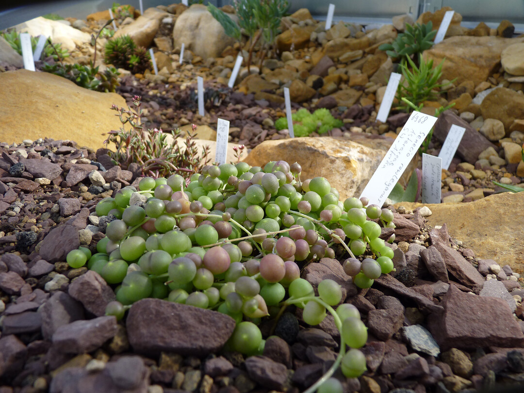 In einer neuen Vitrine sind dickfleischige Pflanzen aus der Capregion zu sehen, hier Senecio rowleyanus.