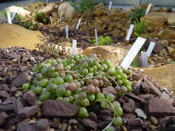 In einer neuen Vitrine sind dickfleischige Pflanzen aus der Capregion zu sehen, hier Senecio rowleyanus.
