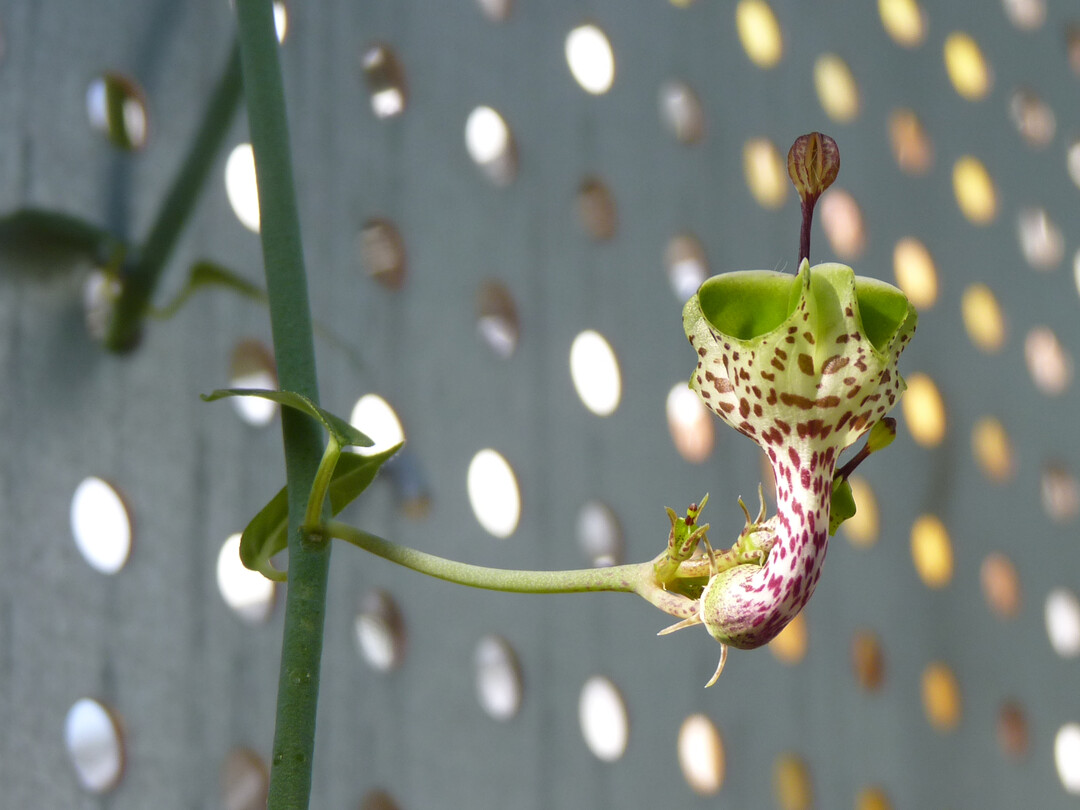 Wer findet sie, die kleinen Blten der Leuchterblume (Ceropegia haygarthii)?