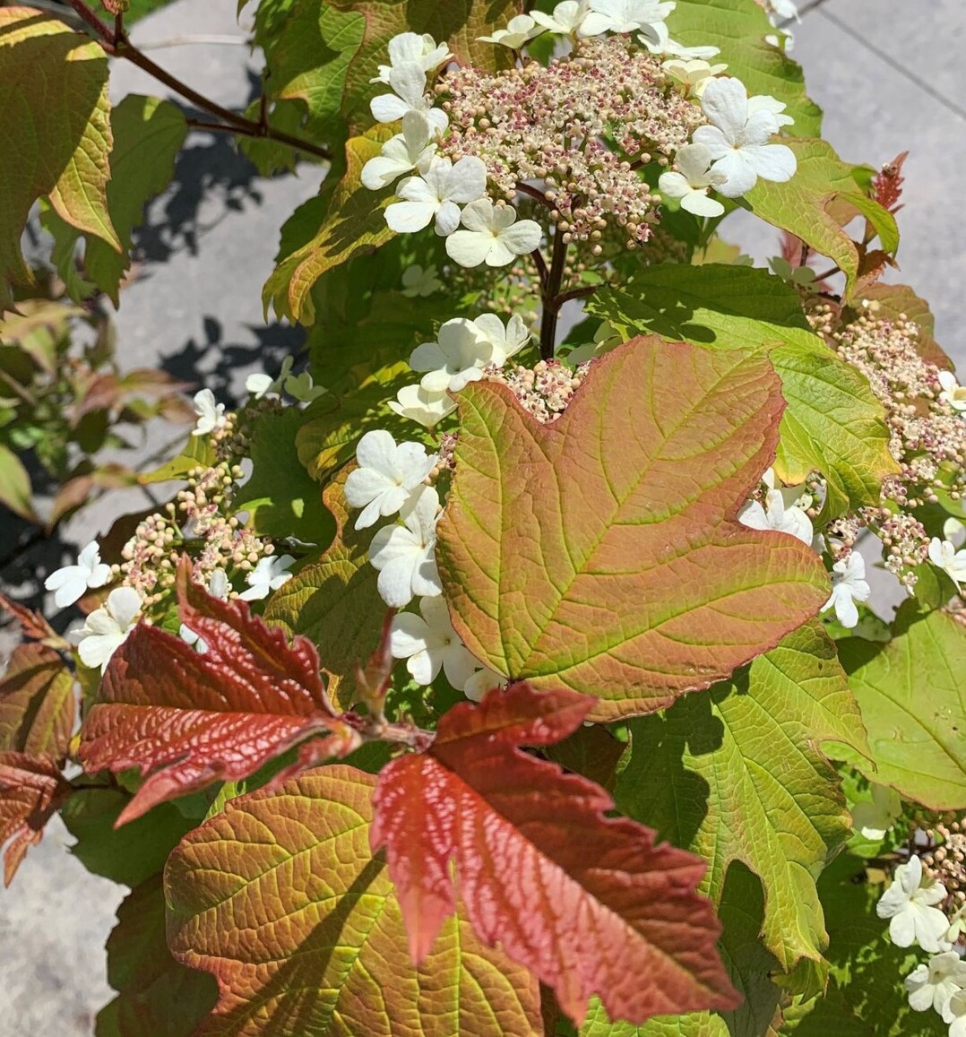  Die jungen Bltter von Proven Winners Viburnum opulus SMNVODR" (Oh Canada sind leuchtend rot und hneln einem kleinen Ahornblatt. Die Bltter frben sich goldgelb, behalten diese Farbe die ganze Saison ber und verbrennen nicht. Die Pflanze blht ab Mitte des Frhlings in weien Dolden. Im Laufe des Sommers bilden sich hellrote Beeren, die im schnen Kontrast zu den goldgelben Blttern stehen. Auerdem hat sie eine schne rotbraune Herbstfrbung. Valkplant BV aus Hazerswoude-Dorp hat die Pflanze eingereicht und bringt sie auch in den Handel. Die Pflanze wurde von Springmeadow Nursery aus Grand Haven, (MI, USA), gezchtet.    