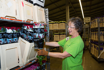 Der Vermarkter Plantion versteigerte erstmals Fairtrade-Rosen