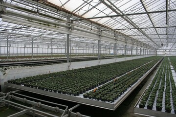 Die Grtnerei Walz in Bauersbach ist unter anderem fr Frhjahrsblher, Staudenjungpflanzen und auch Helleborus bekannt.