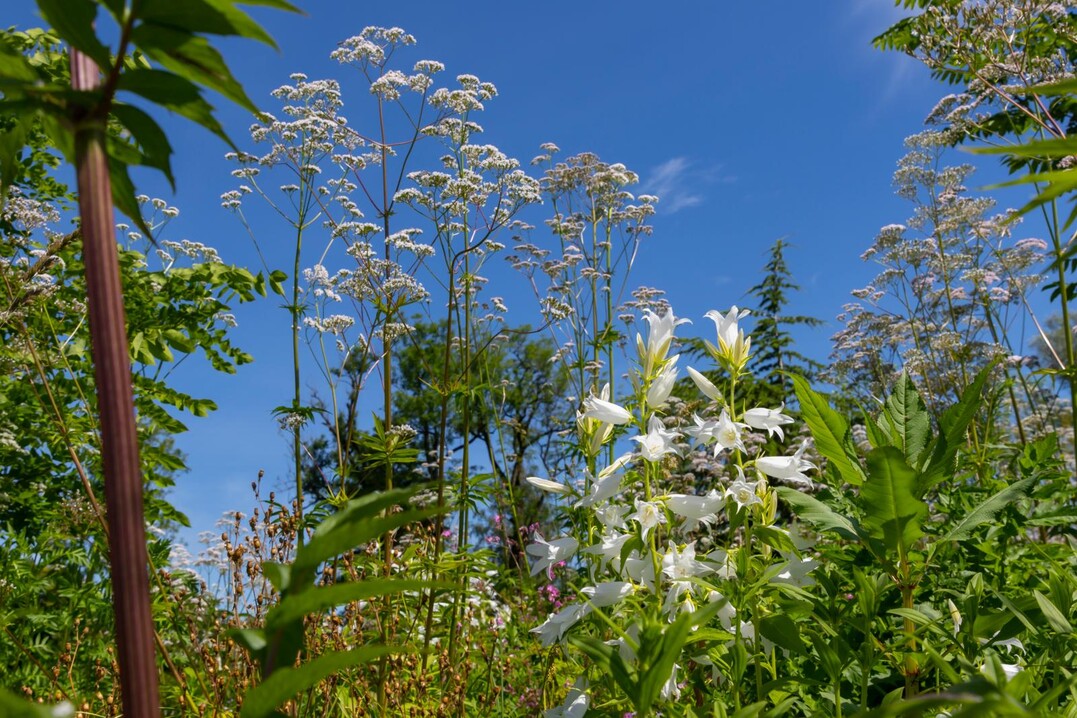 Baldrian und Glockenblumen