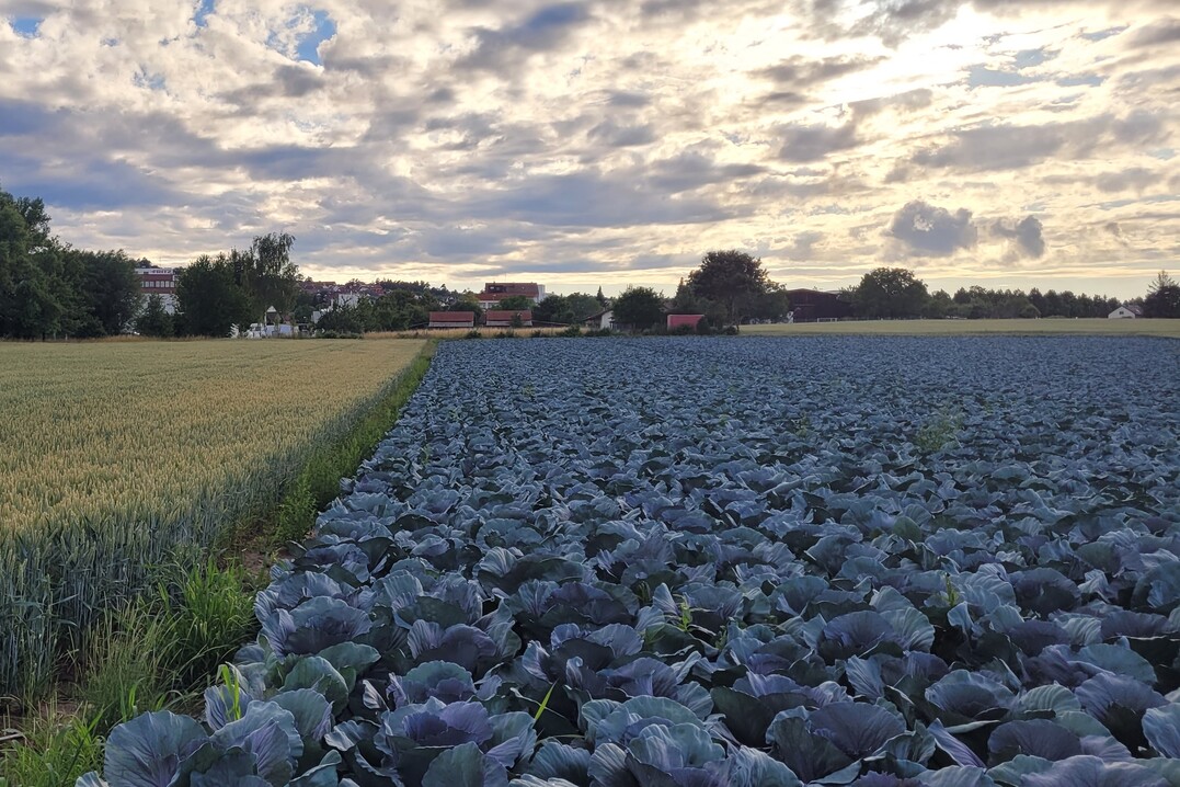 Für die regionale Ernährung ist eine gesicherte Wasserversorgung Voraussetzung.