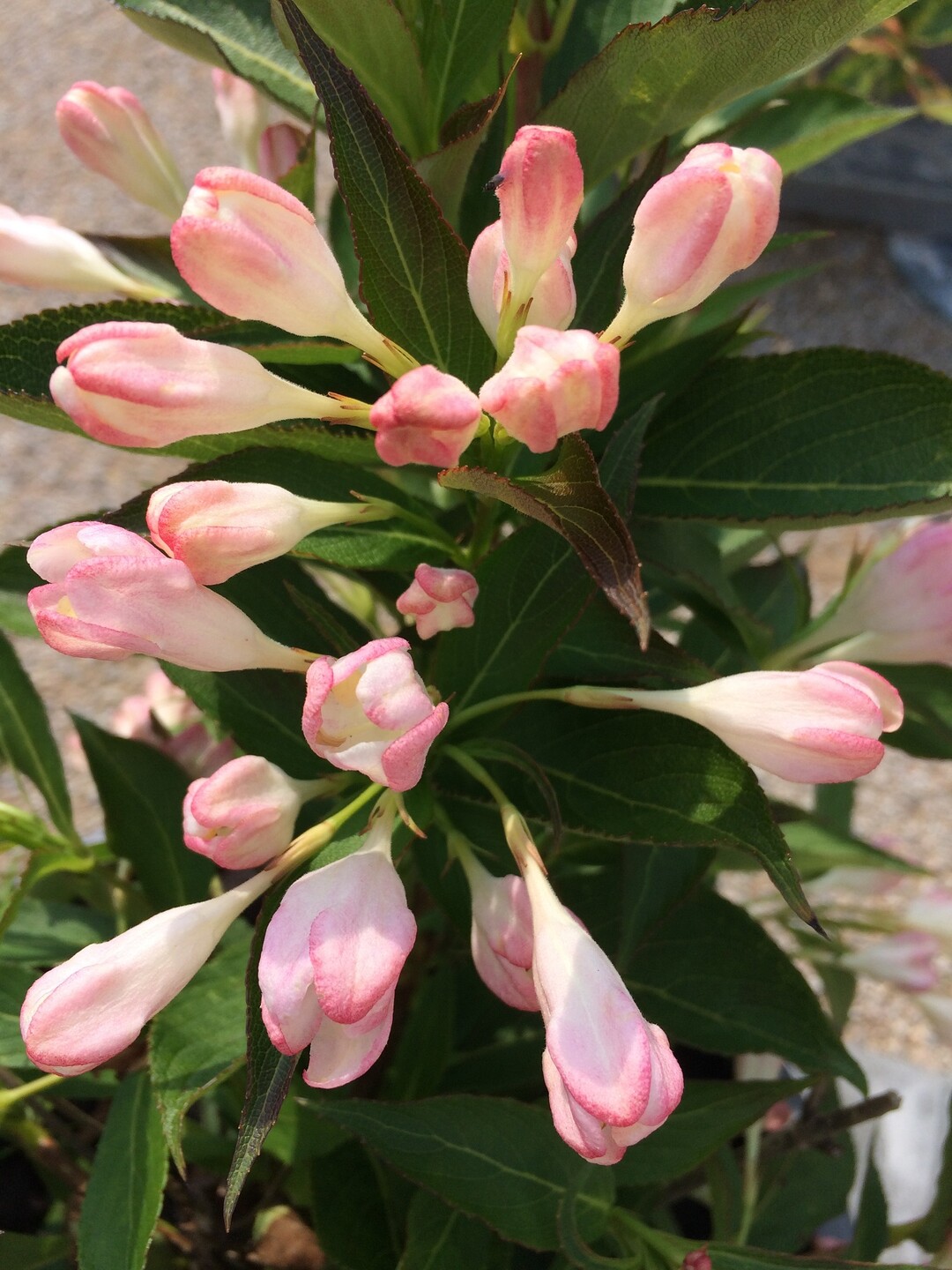Weigela florida "All Summer Peach"