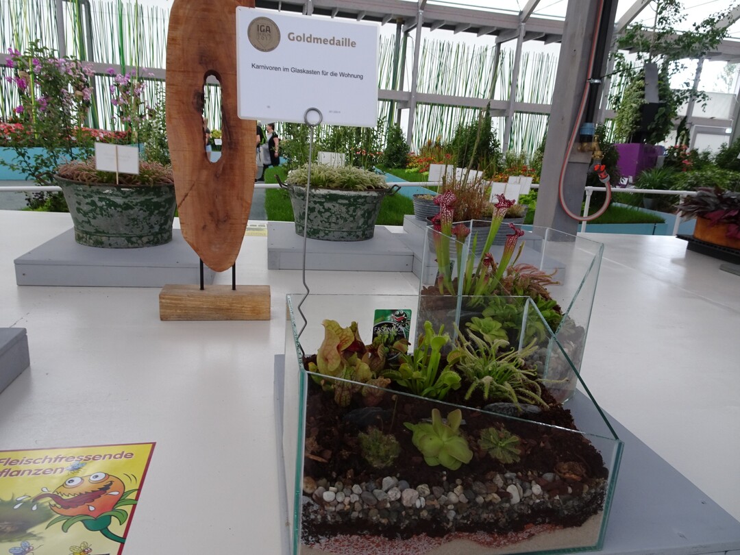 Dass Karnivoren auch gut im heimischen Wohnzimmer untergebracht werden knnen, zeigt Bernd Weilbrenner in seinem Ausstellungsbeitrag.