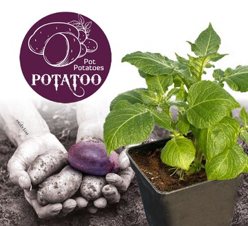 "Potatoo" - das neue Balkonkartoffelkonzept wird von Werbemanahmen auf verschiedenen Kanlen untersttzt