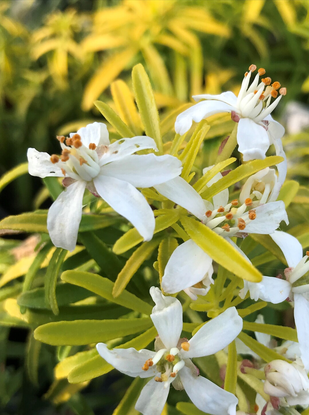Choisya x dewittena "Little Honey Bee" (Whetman Plants International)