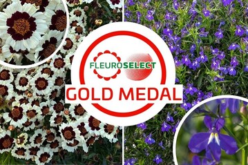 Eine Fleuroselect-Goldmedaille gibt es fr Coreopsis tinctoria "Corusco Cream-Red" von Van Hemert & Co. sowie fr Lobelia erinus F1"Masterpiece Blue with Eye" von Benary.