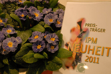 Primula acaulis F1 Zebra Blue