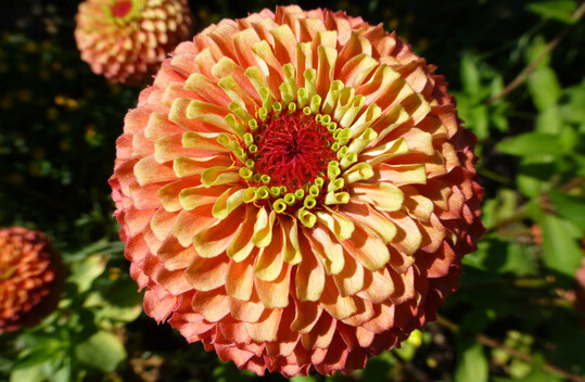 Zinnia elegans "Queeny Lime Orange"