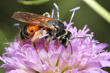 Die Knautien-Sandbiene (Andrena hattorfiana) ernhrt sich als oligolektische Bienenart von Knautia arvensis aber auch von Knautia macedonica. 
