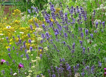 Die Mischung machts: Heimische Stauden kombiniert mit Stauden, die das oft berhitzte Stadtklima gut vertragen, sind fr Insekten wie Menschen lange attraktiv.