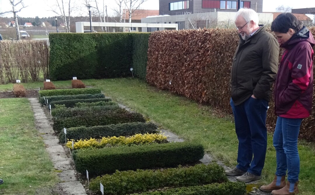 Von den Merkmalen verschiedener Buxus-Alternativen konnten sich die Teilnehmer selbst überzeugen.