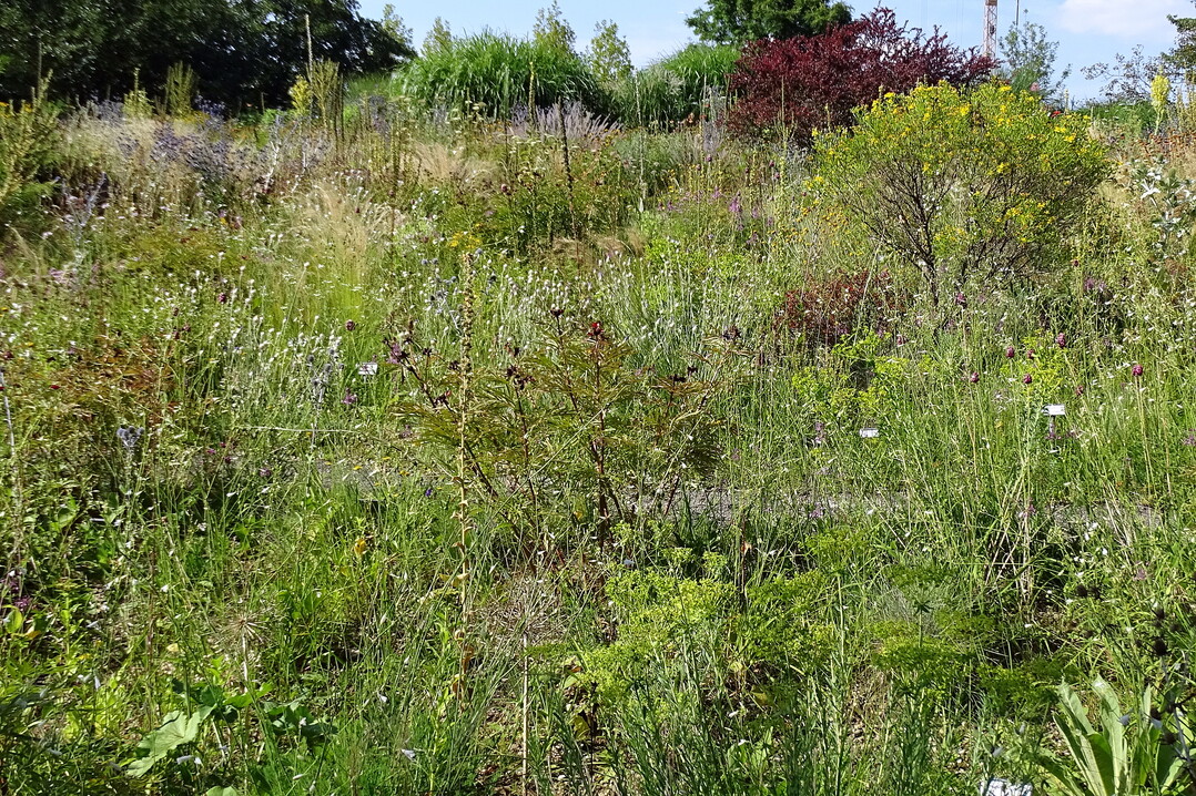 Die Steppenheide im Sichtungsgarten ist bereits ber 40 Jahre alt und wird seit Jahren nicht gegossen.