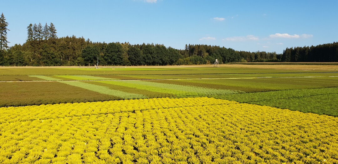 Das Farbspektrum der Heide hat sich bei den Blten wie auch im Laub in den letzten Jahren stark verndert. Da kann ein Callunenfeld auch in der Produktionszeit auch einmal in Gelbtne getaucht sein.