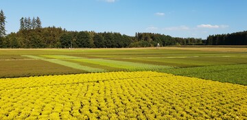 Das Farbspektrum der Heide hat sich bei den Blten wie auch im Laub in den letzten Jahren stark verndert. Da kann ein Callunenfeld auch in der Produktionszeit auch einmal in Gelbtne getaucht sein.