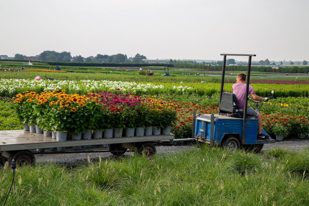 Die Nachfrage nach Stauden wird anhalten, auch aktuell zieht der Verkauf wieder an. Im Betrieb Jacob und Heekeren in Rheurdt werden viele Containerstauden vermarktet.