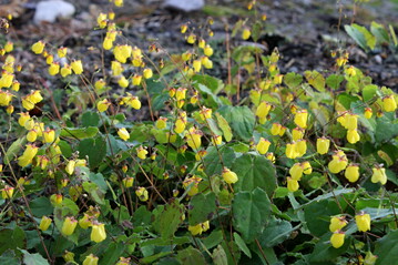 Epimedium "Sunny and Share"