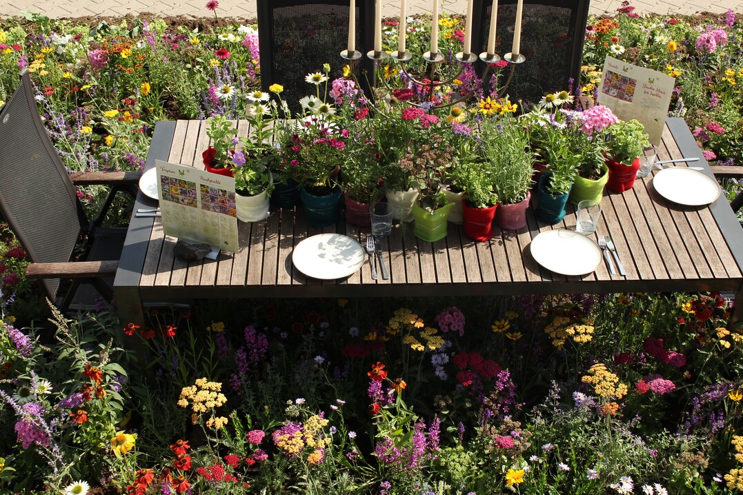 Wer an dieser Tafel Platz nimmt hört es summen und brummen – denn die Stauden werden von Insekten mit großem Appetit angeflogen.