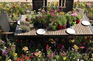 Wer an dieser Tafel Platz nimmt hrt es summen und brummen  denn die Stauden werden von Insekten mit groem Appetit angeflogen.