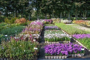 Artenvielfalt, Sortenechtheit, gute Etikettierung, torfreduzierte Substrate, geringer Dnger- und Pflanzenschutzmitteleinsatz sowie recyclingfhige Tpfe  ein typisches Erscheinungsbild in qualittszeichenfhrenden Staudengrtnereien. 