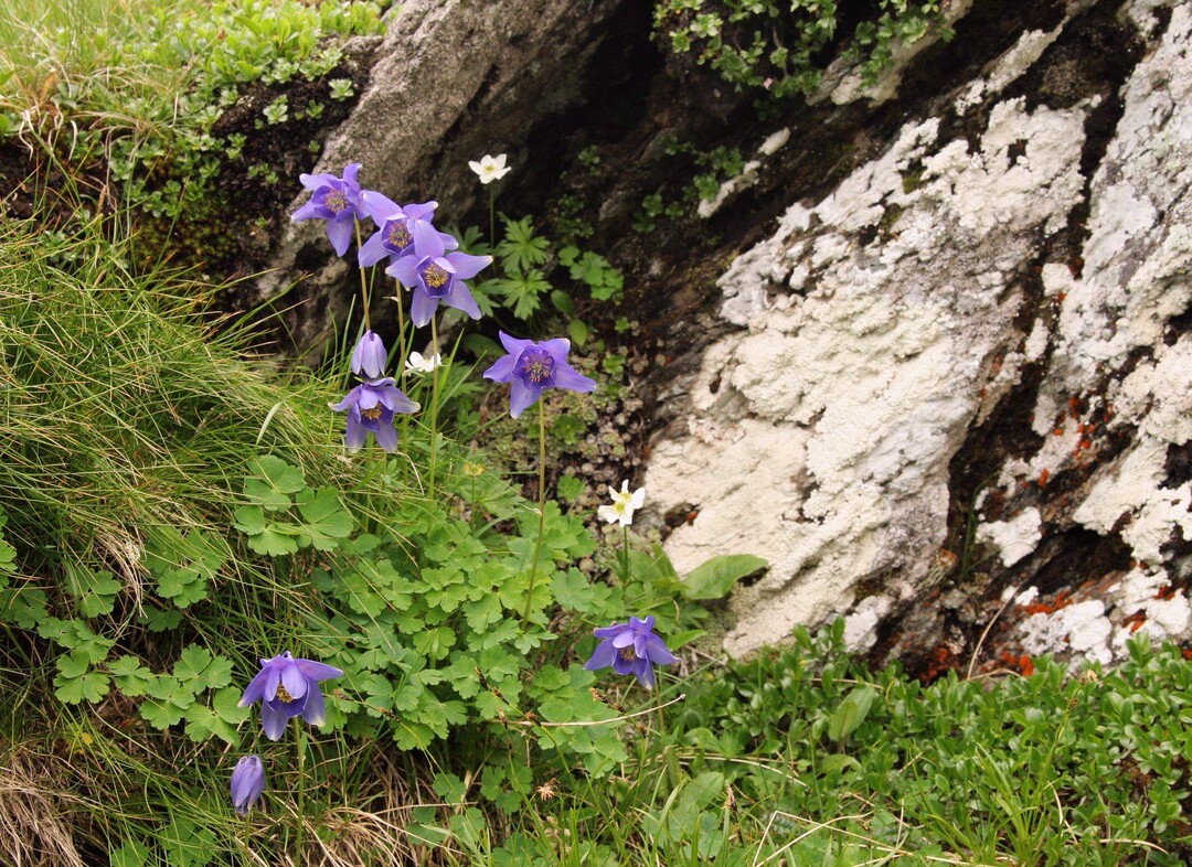 Eine hohe Biodiversitt und besondere Formen wie beispielsweise Akelei sind in den rumnischen Karpaten zu finden.     